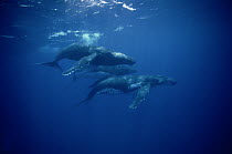 Humpback Whale (Megaptera novaeangliae) social group, Tonga