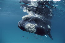 Southern Right Whale (Eubalaena australis) with callosities on head and chin, Western Australia