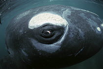 Southern Right Whale (Eubalaena australis) eye, western Australia