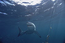 Great White Shark (Carcharodon carcharias) swimming near bait, Neptune Islands, South Australia