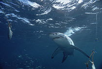 Great White Shark (Carcharodon carcharias) swimming near bait, Neptune Islands, South Australia