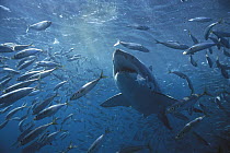 Great White Shark (Carcharodon carcharias) swimming through school of fish, Neptune Islands, Australia