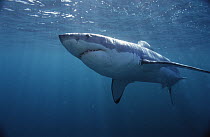 Great White Shark (Carcharodon carcharias) swimming underwater, Neptune Islands, South Australia