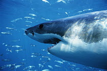 Great White Shark (Carcharodon carcharias) side view of face, Neptune Islands South Australia