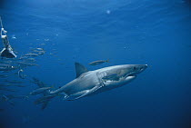 Great White Shark (Carcharodon carcharias), Neptune Islands, southern Australia