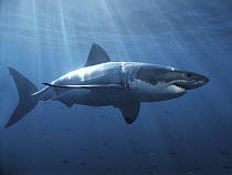 Great White Shark (Carcharodon carcharias), Neptune Islands, Australia