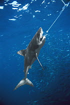 Great White Shark (Carcharodon carcharias) feeding on bait, Neptune Islands, South Australia