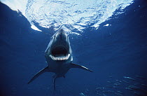 Great White Shark (Carcharodon carcharias) with open jaw, Neptune Islands, South Australia