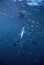 Great White Shark (Carcharodon carcharias) swimming towards bait, Neptune Islands, South Australia