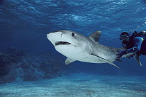 Tiger Shark (Galeocerdo cuvieri) with underwater diver holding tail, Marion Reef, Coral Sea, Australia