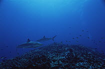 Silver-tip Shark (Carcharhinus albimarginatus) pair, New Ireland, Papua New Guinea