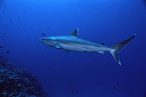 Silver-tip Shark (Carcharhinus albimarginatus) profile, New Ireland, Papua New Guinea