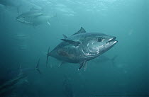 Southern Bluefin Tuna (Thunnus maccoyii) school underwater, South Australia