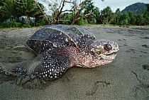 Leatherback Sea Turtle (Dermochelys coriacea) on land, Huon Gulf, Papua New Guinea, critically endangered