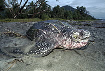Leatherback Sea Turtle (Dermochelys coriacea) on land, Huon Gulf, Papua New Guinea, critically endangered