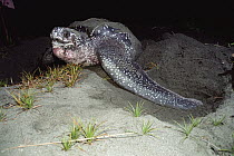 Leatherback Sea Turtle (Dermochelys coriacea) nesting at night, Huon Gulf, Papua New Guinea
