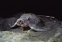 Leatherback Sea Turtle (Dermochelys coriacea) nesting at night, Huon Gulf, Papua New Guinea