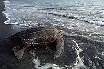 Leatherback Sea Turtle (Dermochelys coriacea) heading to sea, Huon Gulf, Papua New Guinea