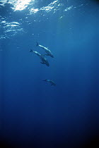 Pygmy Killer Whale (Feresa attenuata) trio, Hawaii