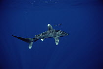 Oceanic White-tip Shark (Carcharhinus longimanus) with symbiotic Pilot Fish (Naucrates ductor), Hawaii