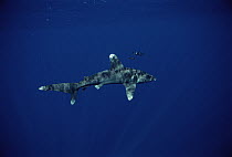 Oceanic White-tip Shark (Carcharhinus longimanus) with symbiotic Pilot Fish (Naucrates ductor), Hawaii