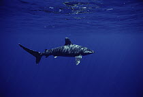 Oceanic White-tip Shark (Carcharhinus longimanus) portrait, Hawaii