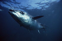 Southern Bluefin Tuna (Thunnus maccoyii) underwater, South Australia