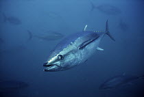 Southern Bluefin Tuna (Thunnus maccoyii) underwater, South Australia