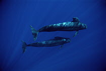 Short-finned Pilot Whale (Globicephala macrorhynchus) pair, Hawaii