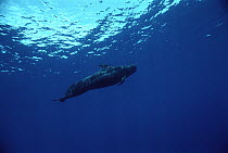 Short-finned Pilot Whale (Globicephala macrorhynchus) underwater portrait, shot from below, Hawaii