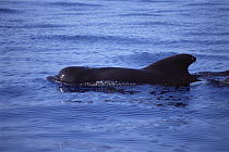 Short-finned Pilot Whale (Globicephala macrorhynchus) surfacing, Hawaii