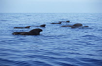 Short-finned Pilot Whale (Globicephala macrorhynchus) group surfacing, Hawaii