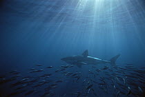 Great White Shark (Carcharodon carcharias) swimming with schooling fish, Neptune Islands, South Australia