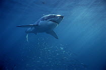 Great White Shark (Carcharodon carcharias) swimming underwater, Neptune Islands, South Australia