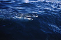 Great White Shark (Carcharodon carcharias) surfacing, Neptune Islands, South Australia