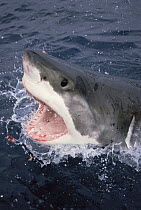 Great White Shark (Carcharodon carcharias) breaking surface of water to feed, Neptune Islands, South Australia