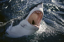 Great White Shark (Carcharodon carcharias) breaking surface of water to feed, Neptune Islands, south Australia