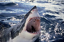 Great White Shark (Carcharodon carcharias) breaking surface of water to feed, Neptune Islands, South Australia
