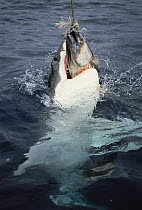 Great White Shark (Carcharodon carcharias) feeding from baited line, Neptune Islands, South Australia