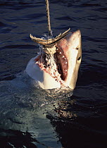Great White Shark (Carcharodon carcharias) feeding from baited line, Neptune Islands, South Australia
