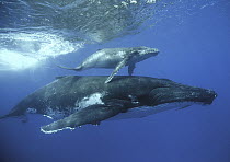 Humpback Whale (Megaptera novaeangliae) mother and calf, Tonga