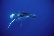 Humpback Whale (Megaptera novaeangliae) portrait, Tonga