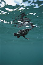 Leatherback Sea Turtle (Dermochelys coriacea) hatchling swimming, Huon Gulf, Papua New Guinea