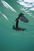 Leatherback Sea Turtle (Dermochelys coriacea) underwater view of swimming hatchling, Huon Gulf, Papua New Guinea