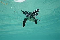Leatherback Sea Turtle (Dermochelys coriacea) underwater view of swimming hatchling, Huon Gulf, Papua New Guinea