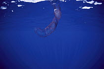 Salema (Salpa sp) portrait underwater, Hawaii