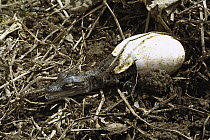 Saltwater Crocodile (Crocodylus porosus) hatching from egg, Huon Gulf, Papua New Guinea