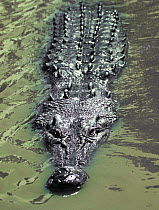 Saltwater Crocodile (Crocodylus porosus) at surface, Huon Gulf, Papua New Guinea