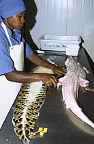 Saltwater Crocodile (Crocodylus porosus), Cites approved, farm, abattoir processing meat and skins, Papua New Guinea