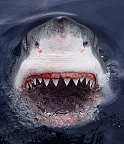 Great White Shark (Carcharodon carcharias) at surface, Cape Province, South Africa